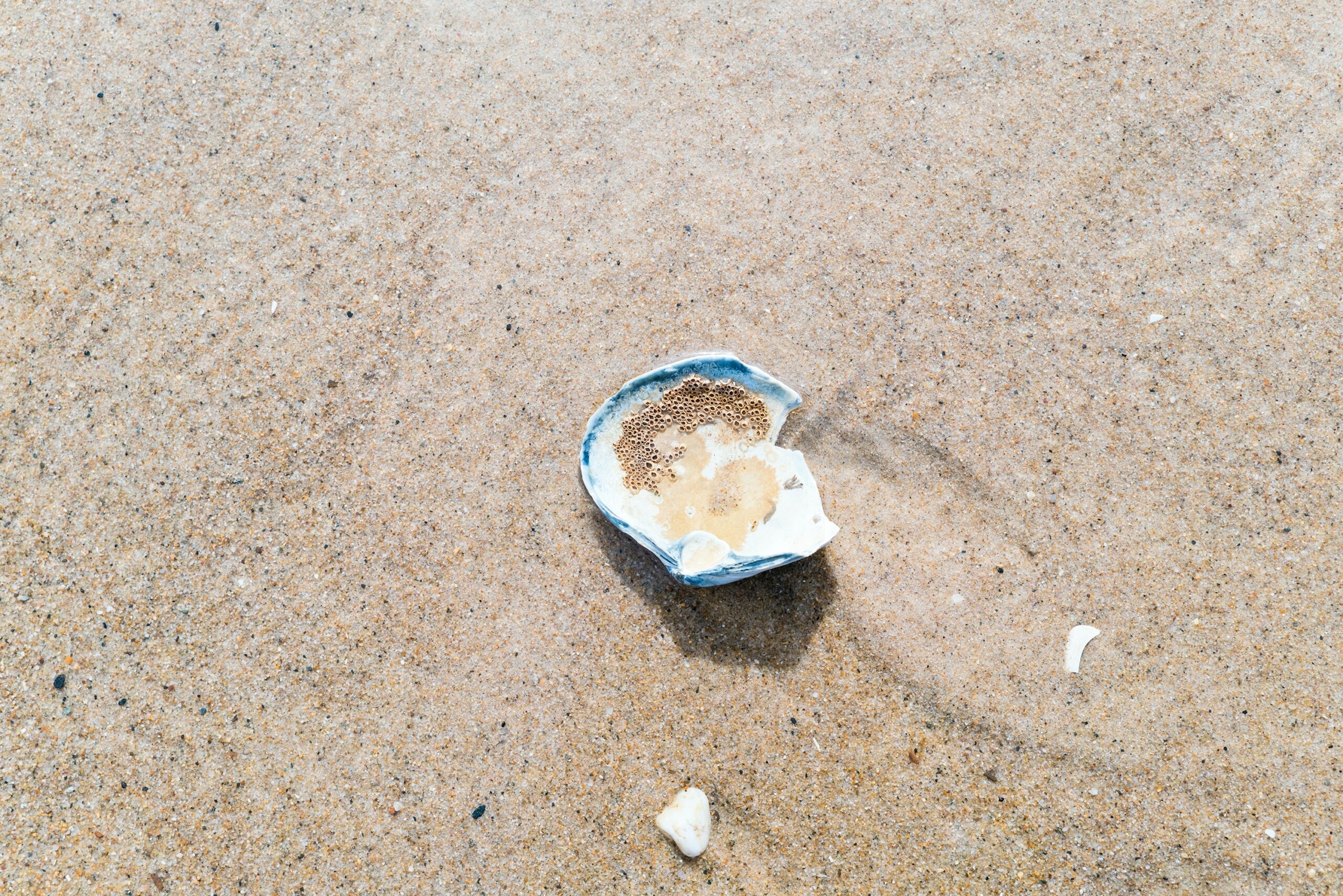 A white seashell on the sand