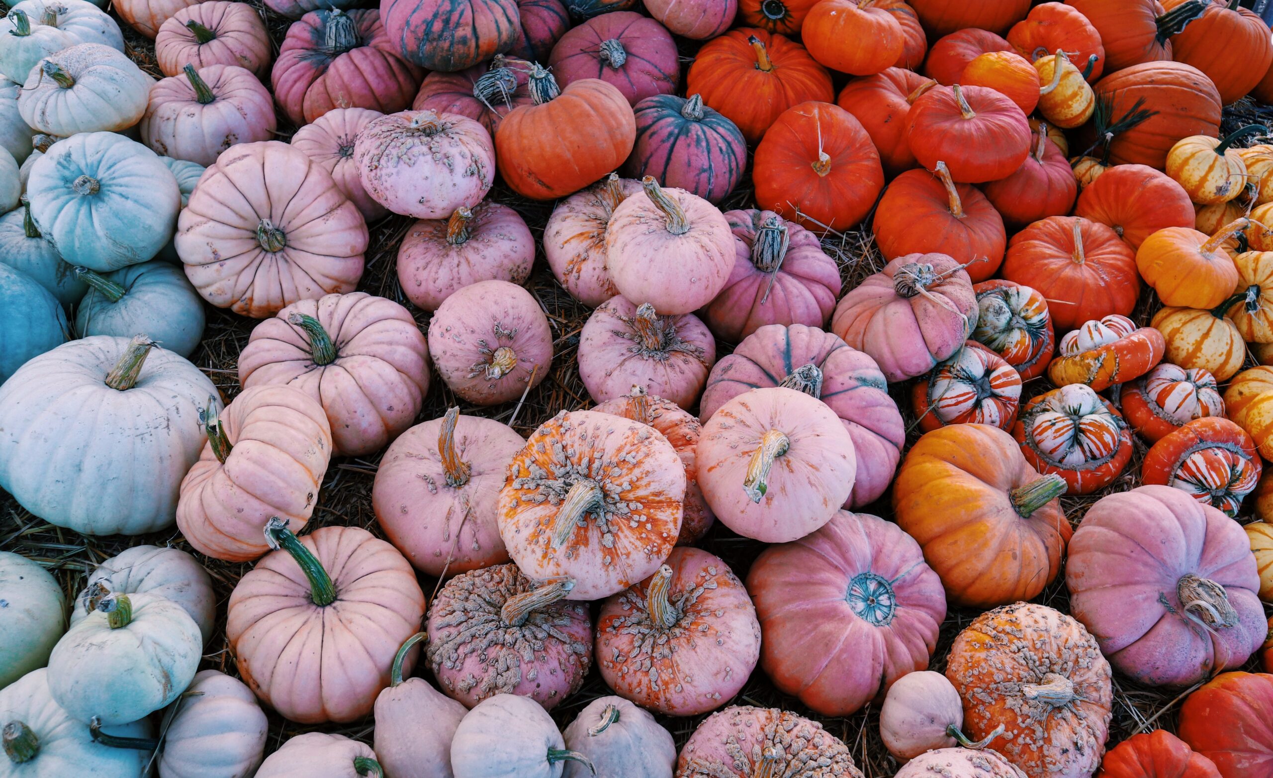 Full frame photo filled with colorful gourds and pumpkins