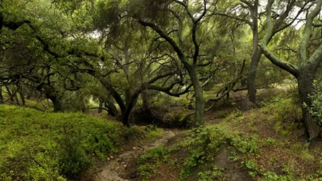 Trees and Trails inside Whiting Ranch Wilderness Park