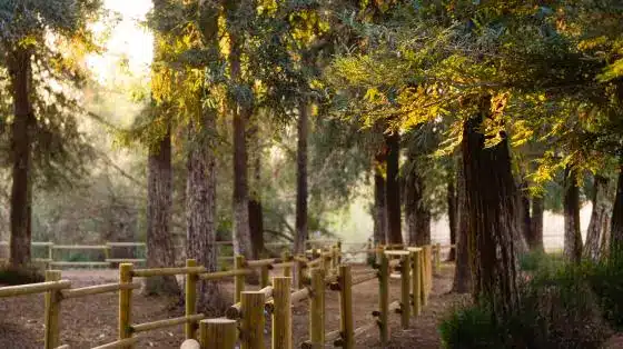 view of trees woods and walking trails at carbon canyon regional park in brea