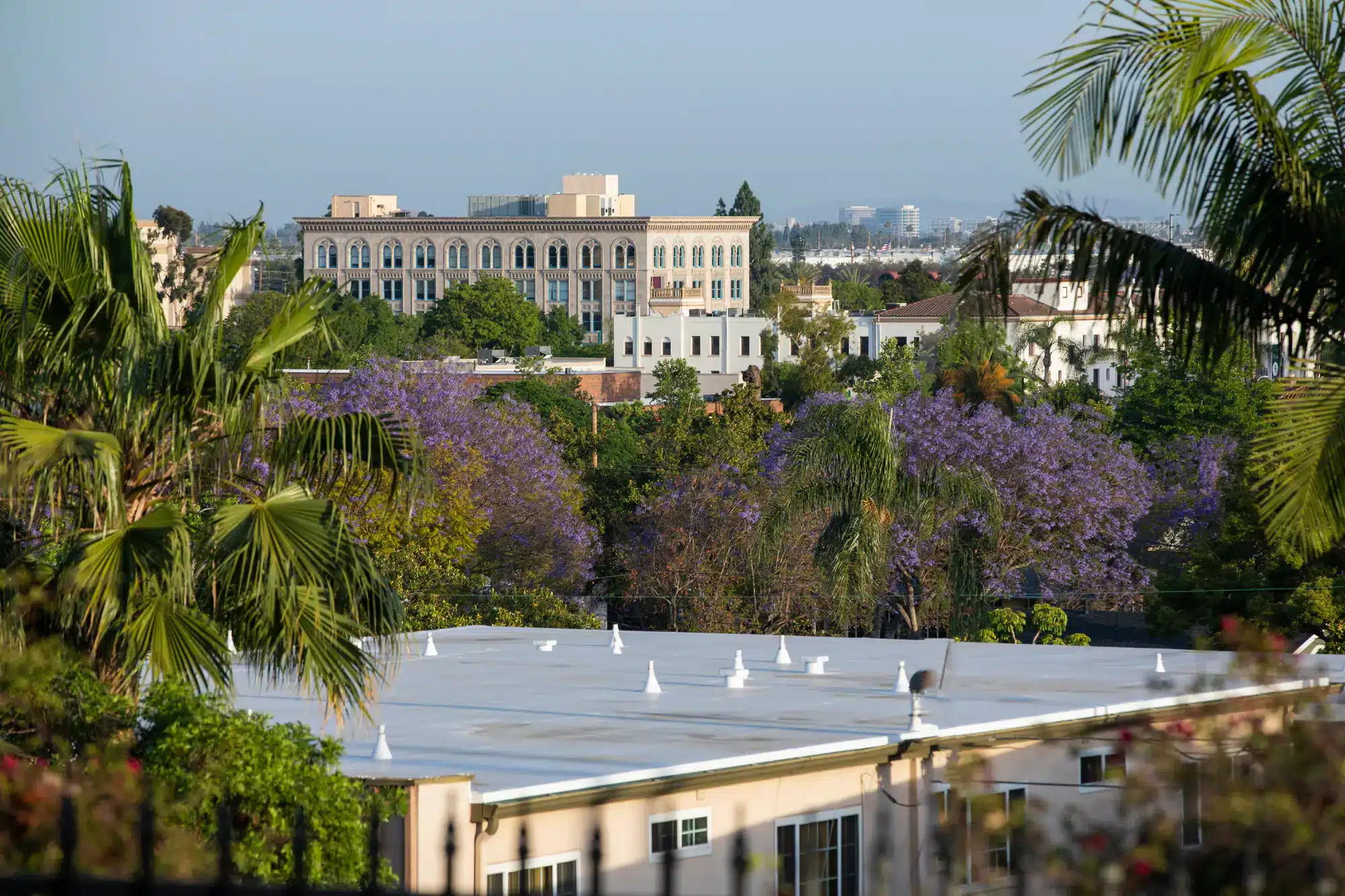afternoon view of the blooming jacarandas and skyline of historic downtown fullerton california usa