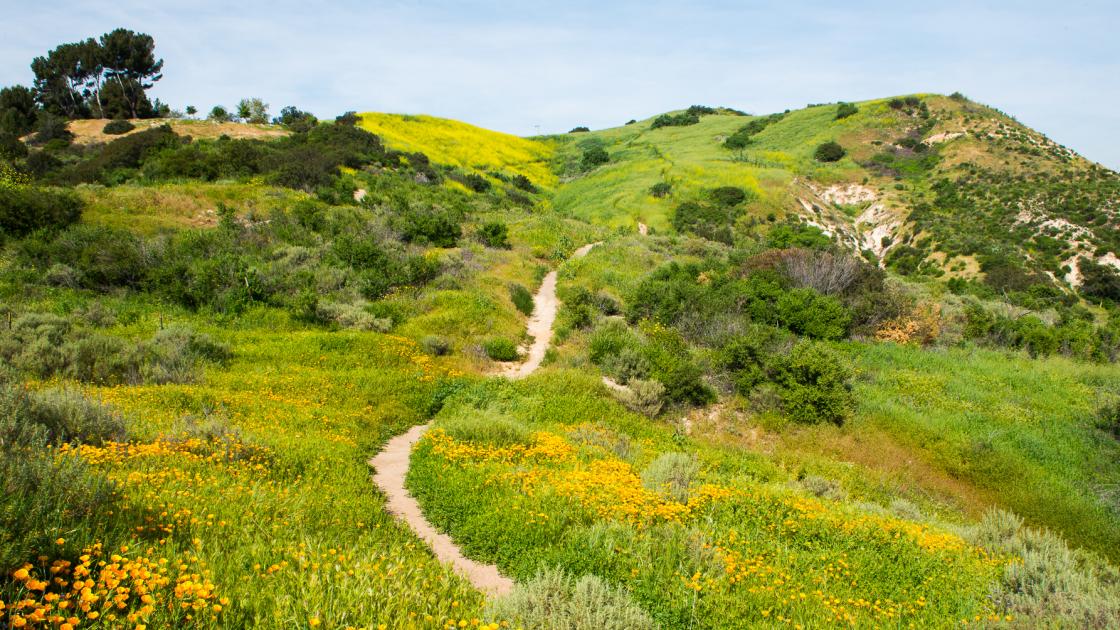 Santiago Oaks Regional Park