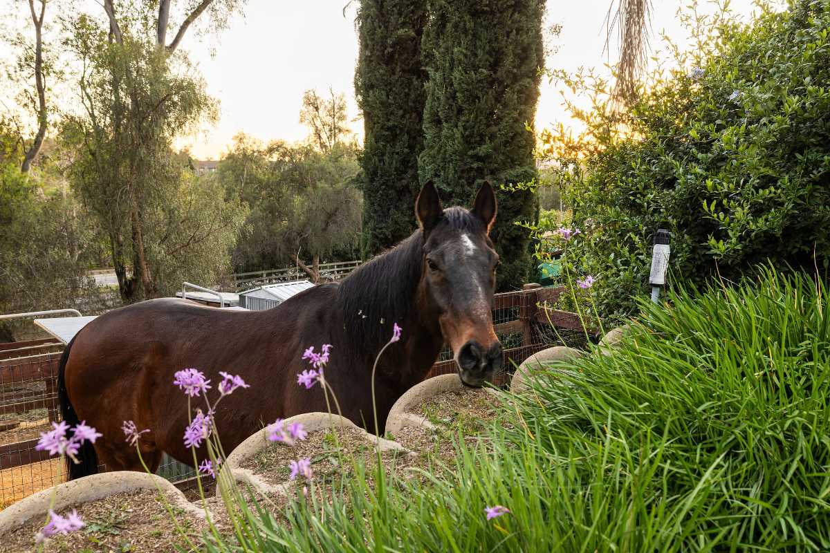 Brad Feldman Group Top Laguna Hills Realtor 24972 Buckboard Ln web 29